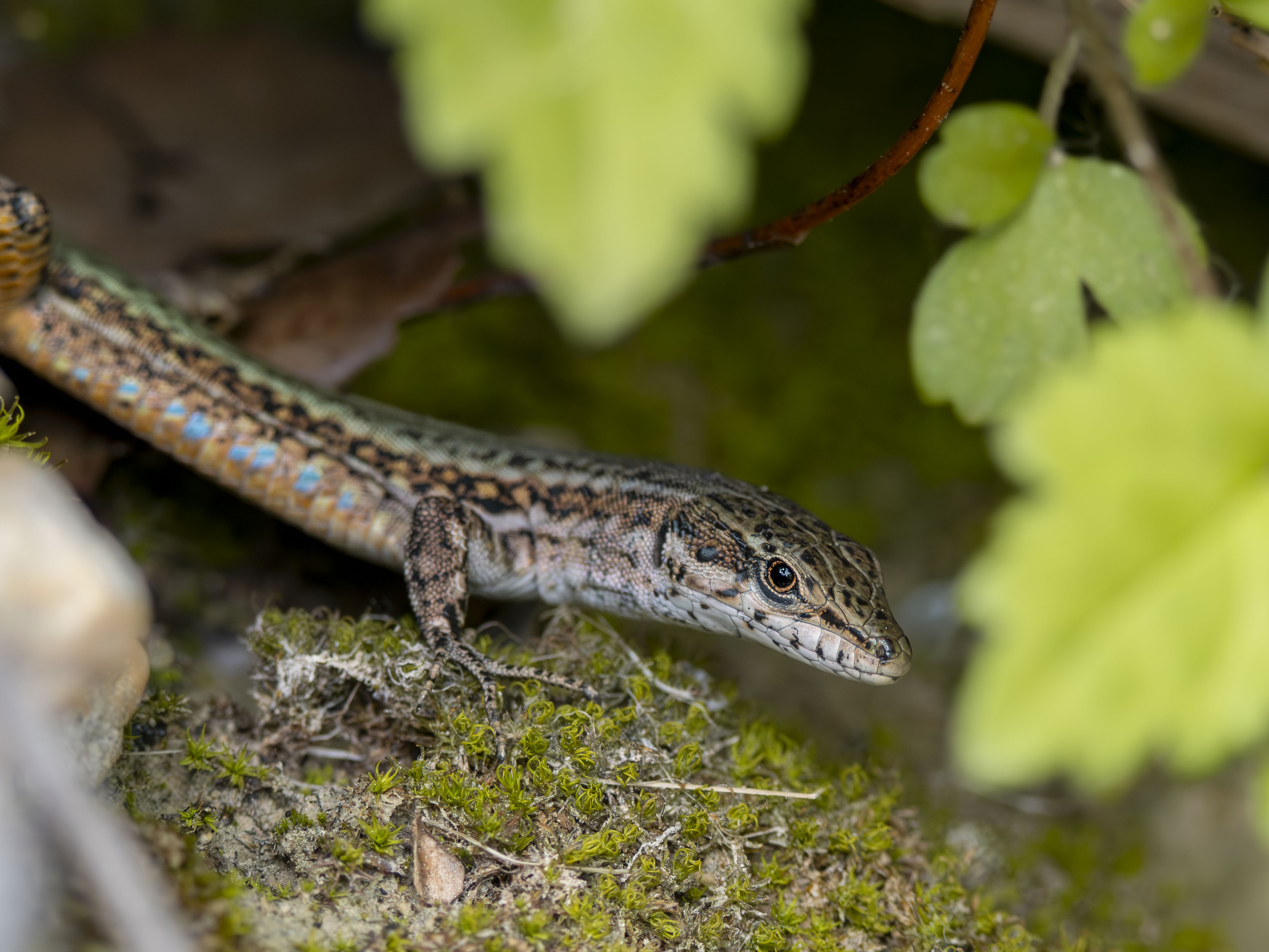 Lagartija de las Pitiusas (Podarcis pityusensis) en su hábitat natural, primer plano detallado de reptil endémico de Ibiza con manchas azules sobre musgo verde.
