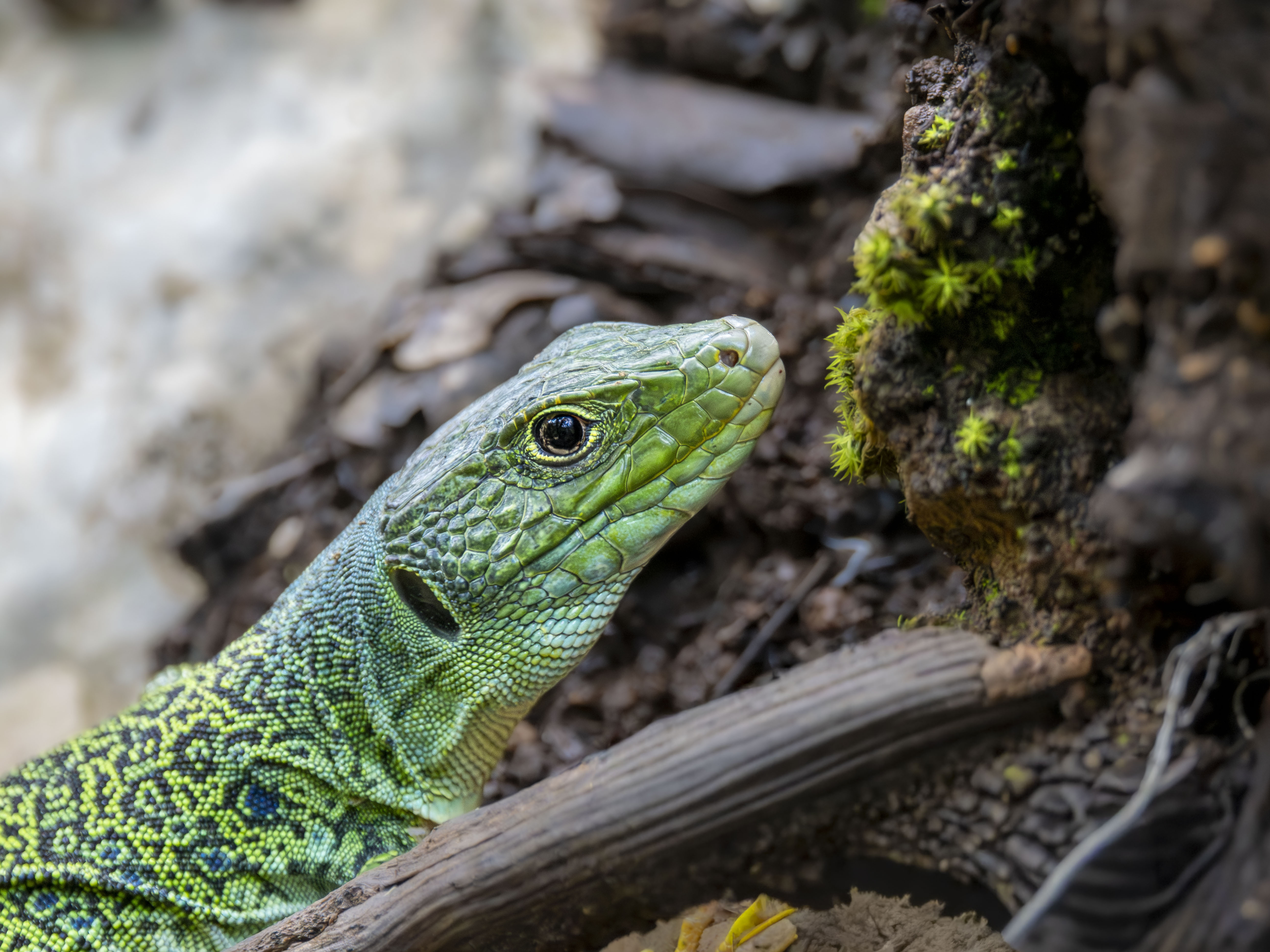 lagarto ocelado, retrato