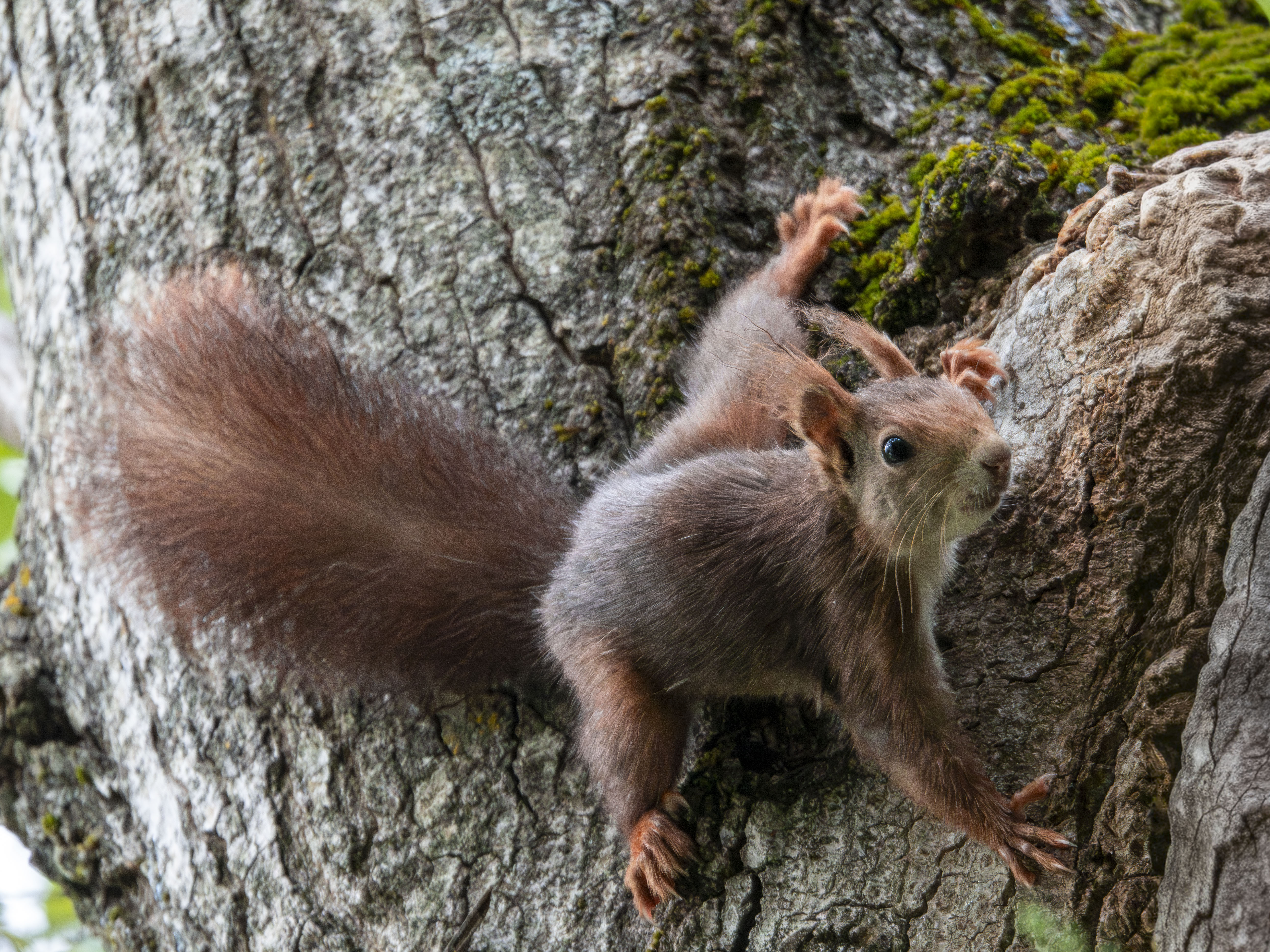 Ardilla roja europea trepando por el tronco de un árbol cubierto de musgo en el bosque, primer plano de perfil lateral