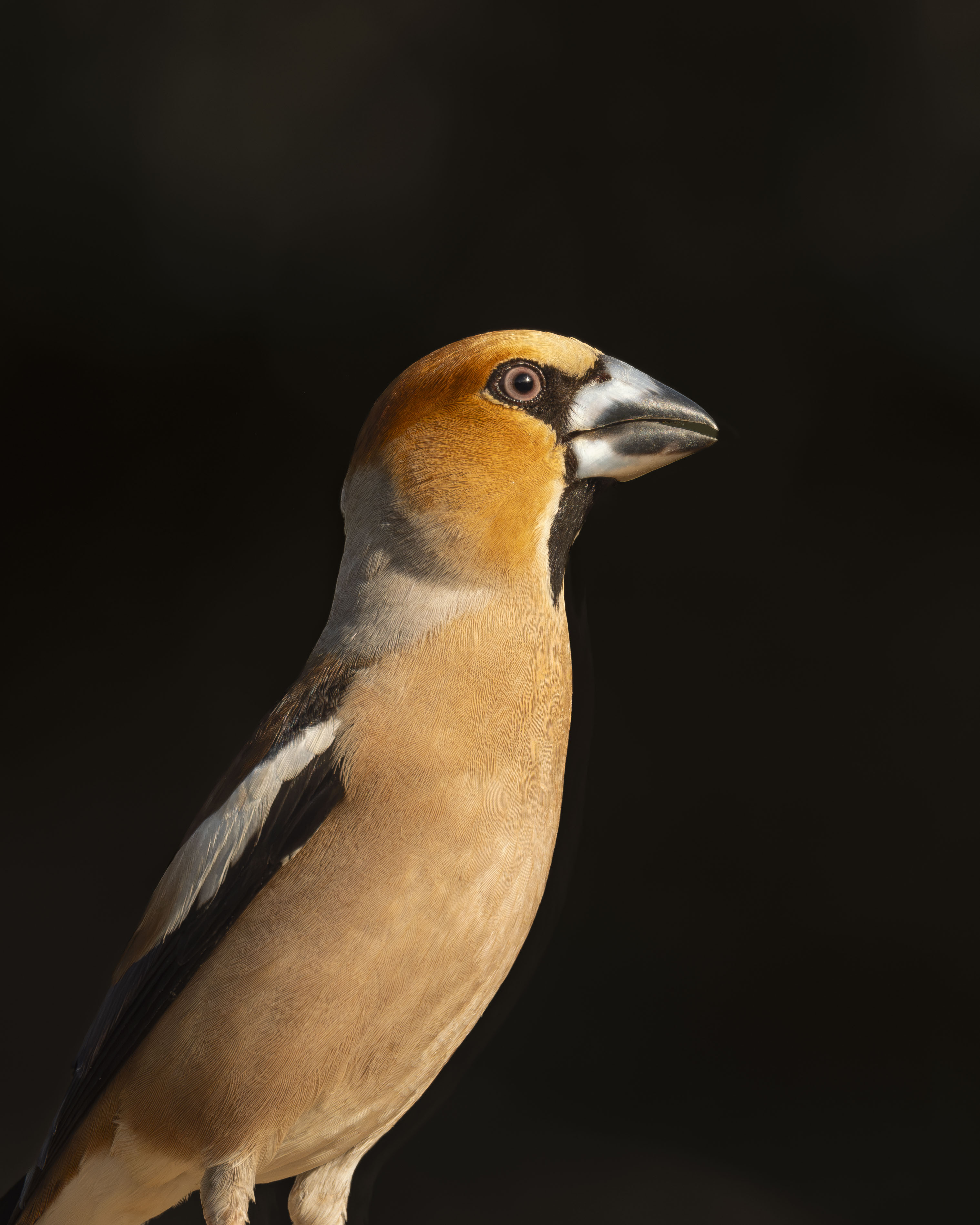 Retrato de perfil de un picogordo (Coccothraustes coccothraustes) con fondo oscuro, destacando su robusto pico cónico, su cabeza anaranjada, nuca gris e intensa mirada iluminada por el sol.