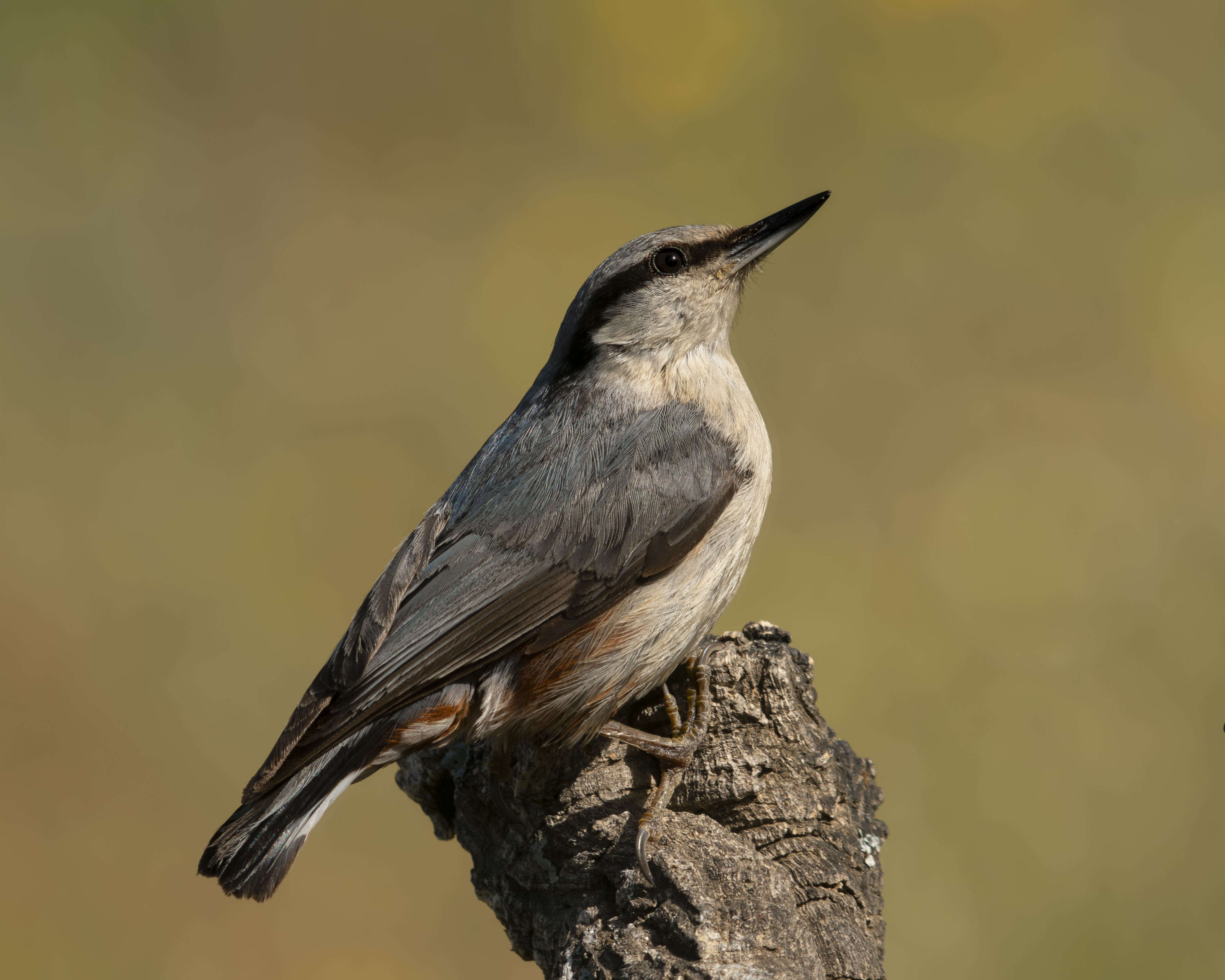 Un trepador azul (Sitta europaea) posado de perfil sobre la cúspide de un tronco rugoso, exhibiendo su característico dorso gris azulado, flancos castaños y su marcada lista ocular negra.