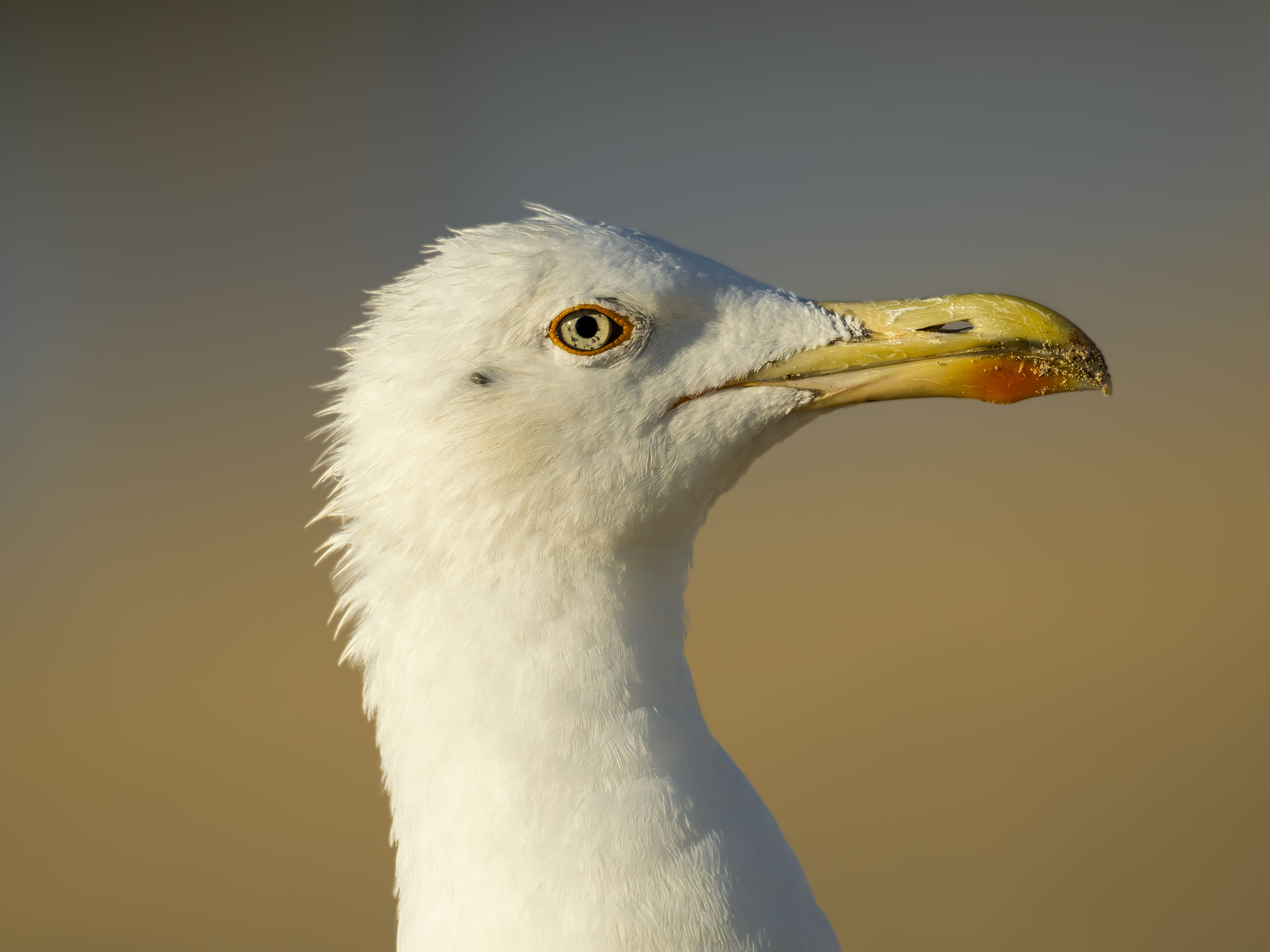 gaviota patiamarilla (Larus michahellis), una especie marina de gran tamaño muy común en el sur de Europa. Se distingue por su fuerte pico amarillo con una marcada mancha roja en la mandíbula inferior