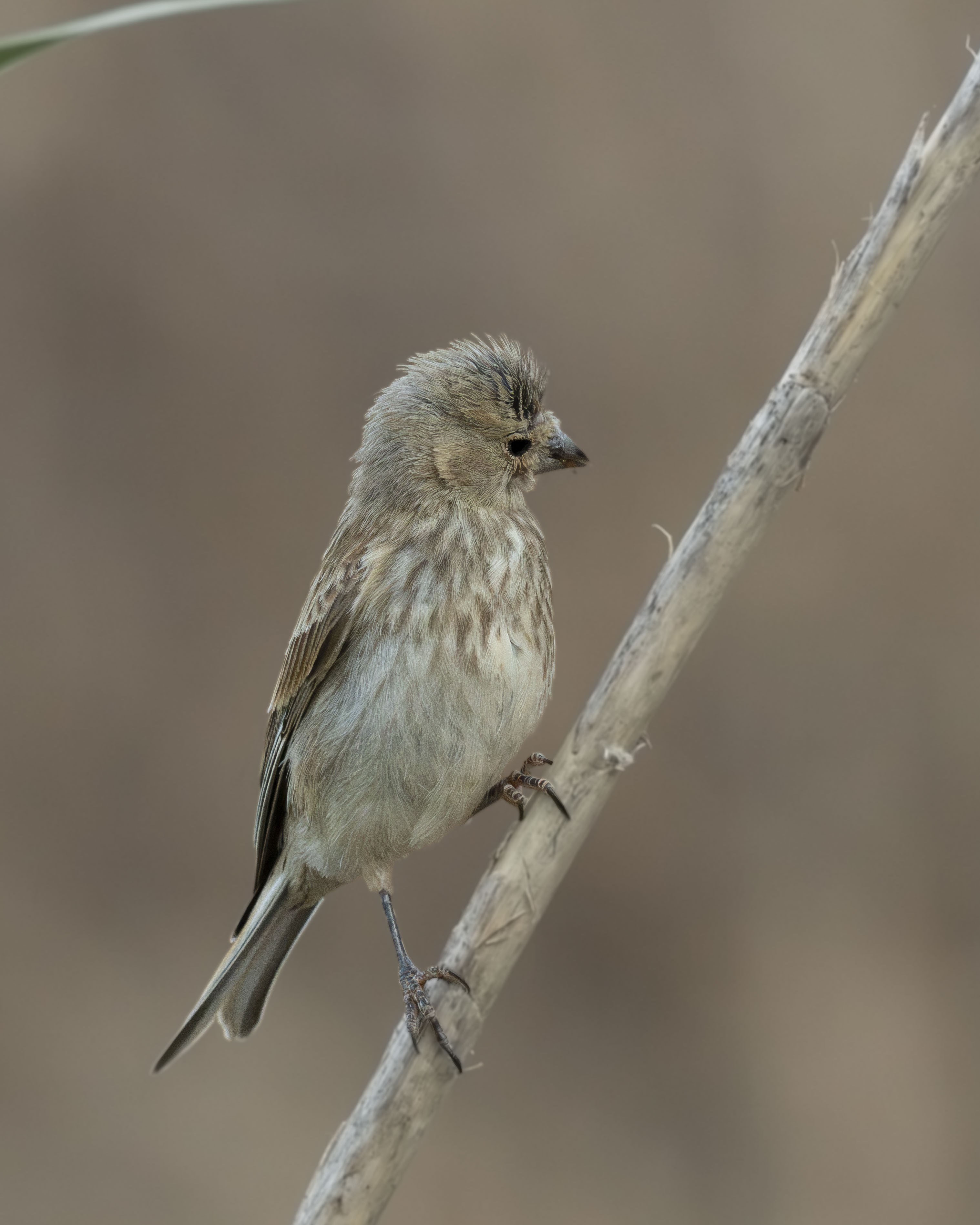 Un pardillo común (Linaria cannabina) hembra o juvenil posado sobre un tallo seco, con un plumaje pardo densamente listado, pecho estriado y sin los tonos rojizos del macho adulto.