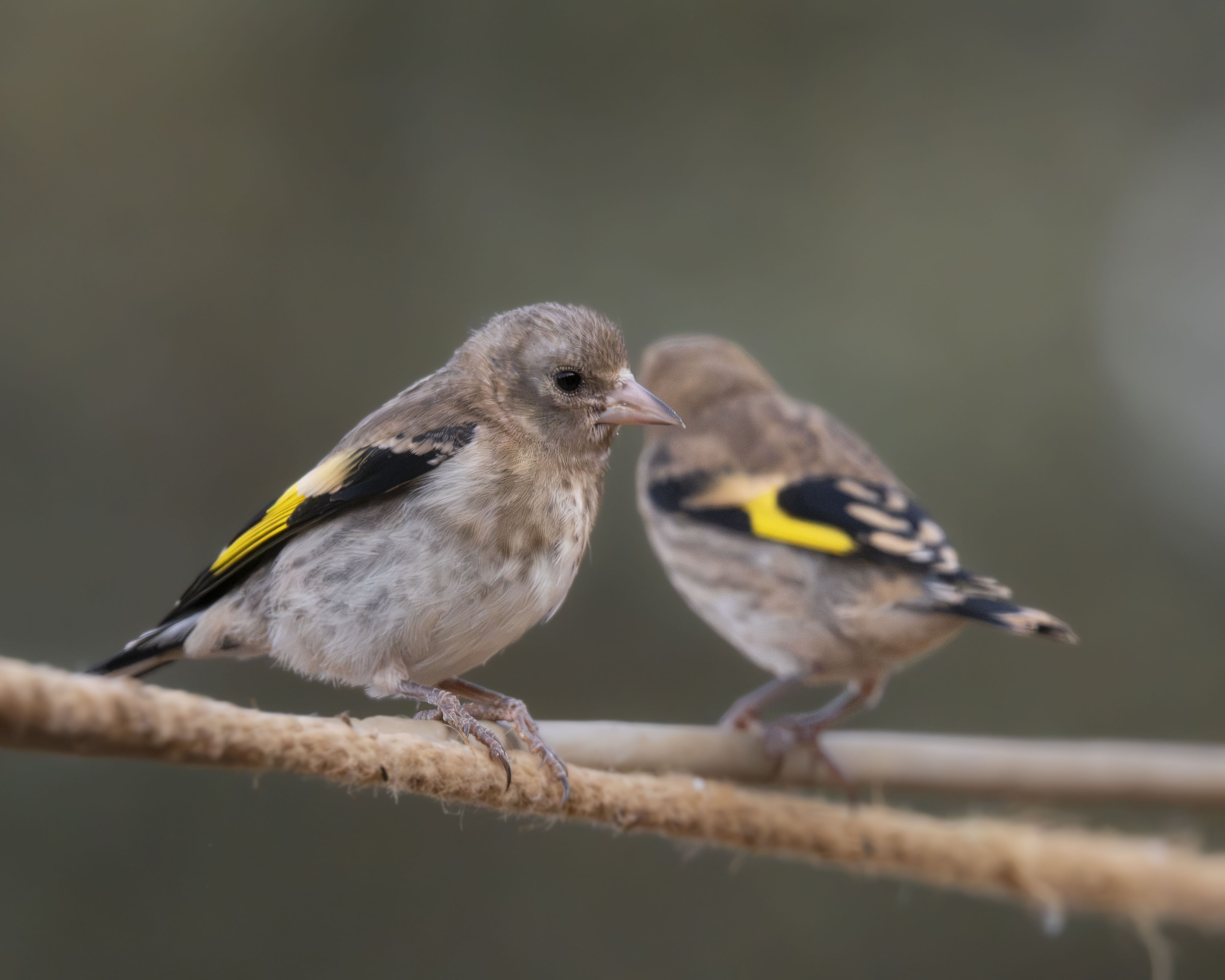 Jilguero europeo juvenil (Carduelis carduelis)