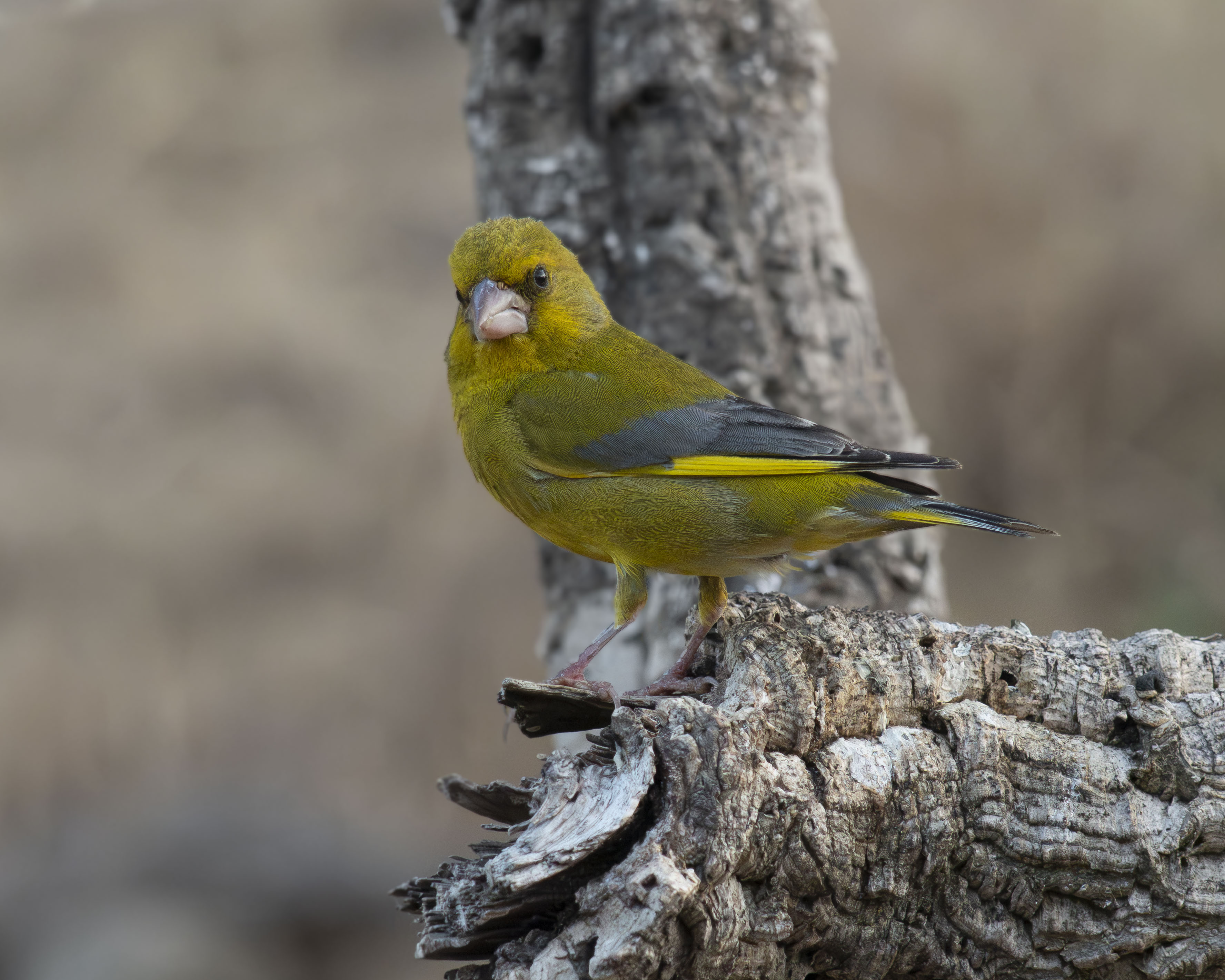 Un verderón común (Chloris chloris) macho posado de perfil sobre un tronco rugoso, luciendo su denso plumaje de tonos verde oliva y amarillo brillante en el borde del ala y la cola.