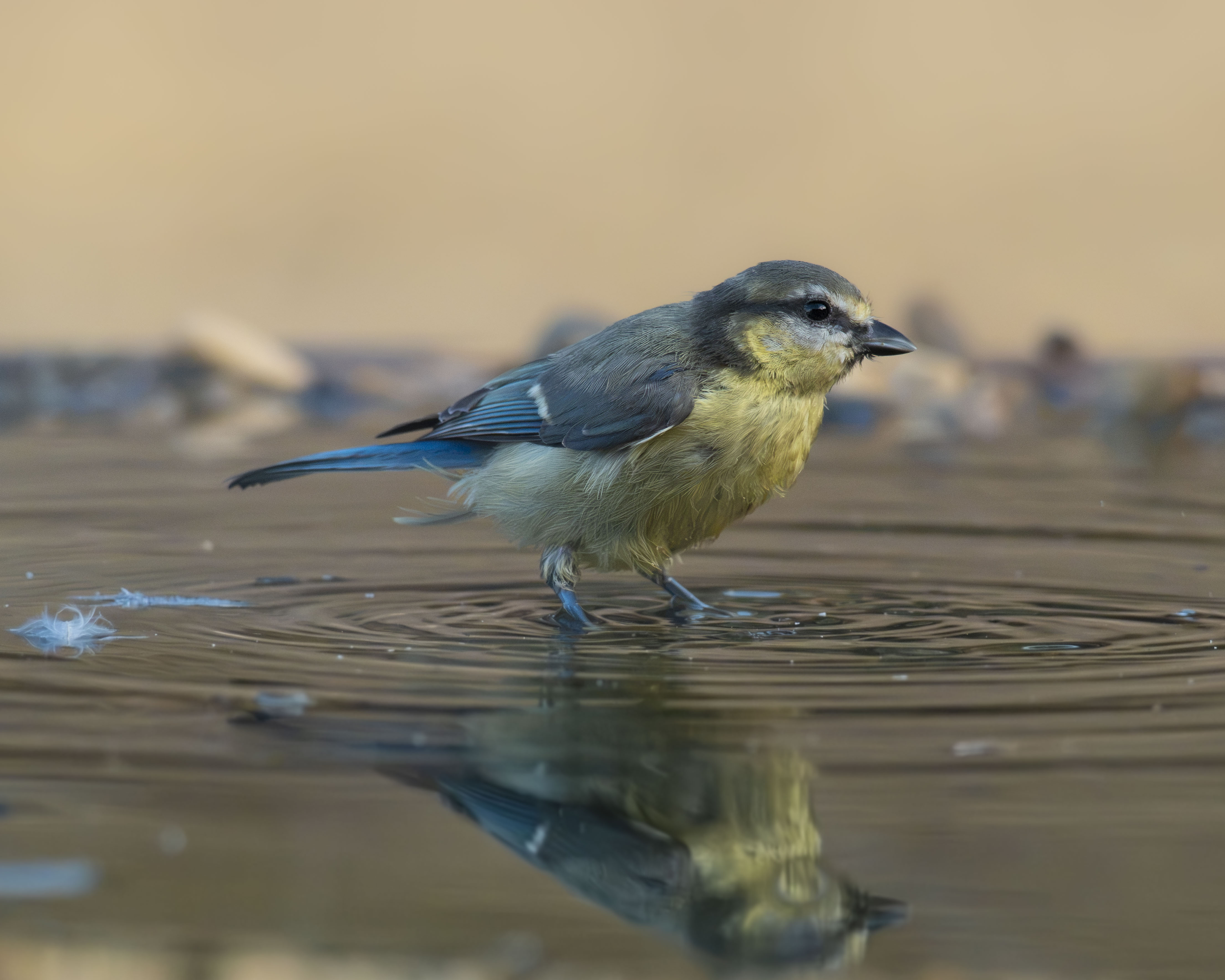 Un herrerillo común (Cyanistes caeruleus) juvenil de perfil en el agua, con su reflejo nítido, plumaje pálido amarillento en el pecho, mejillas amarillas sin mudar y alas de un suave tono azul.