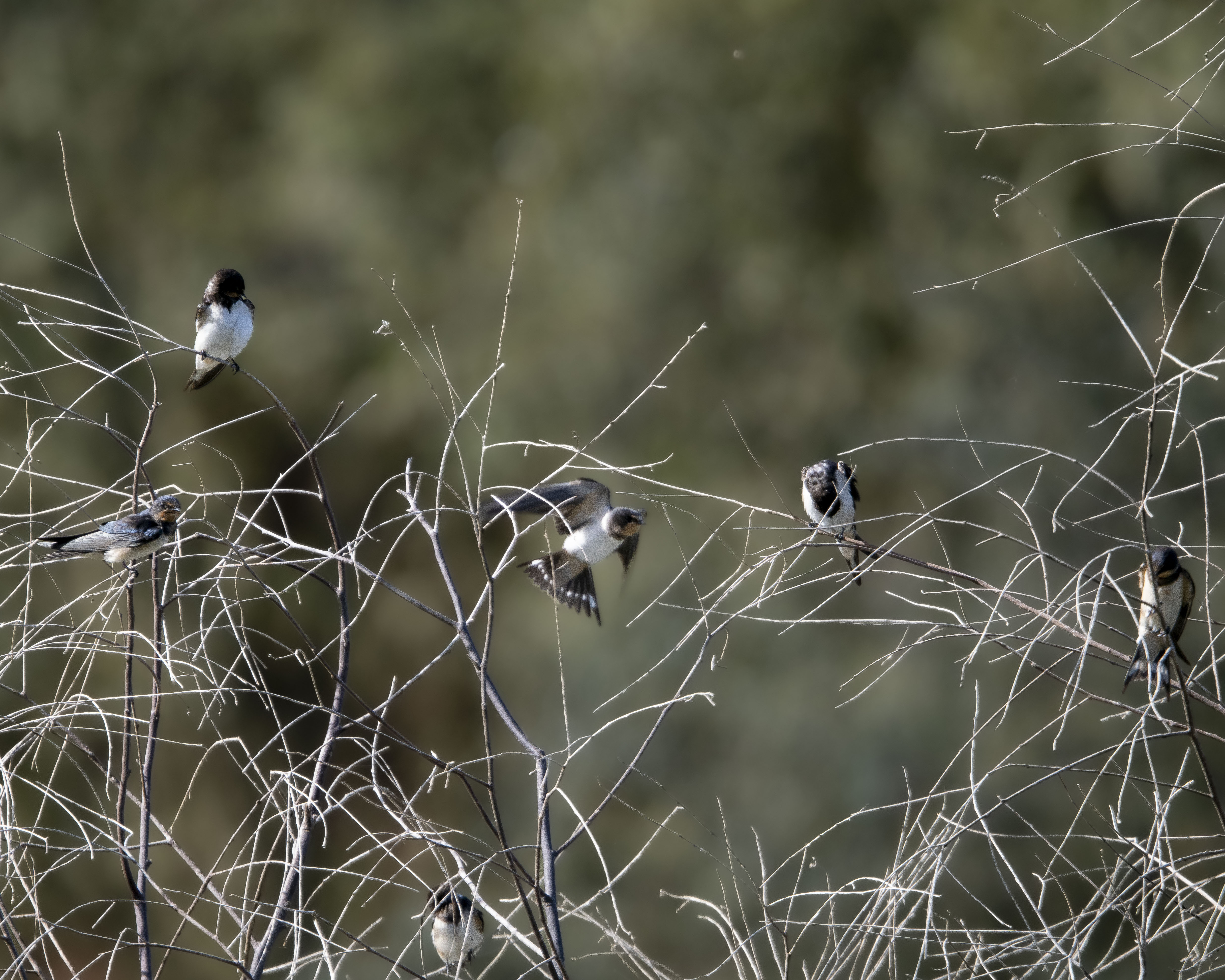 golondrinas comunes (Hirundo rustica) interactuando y posadas sobre finas ramas secas. Se aprecian varios individuos en reposo y uno de ellos capturado en pleno vuelo con las alas y la cola desplegada