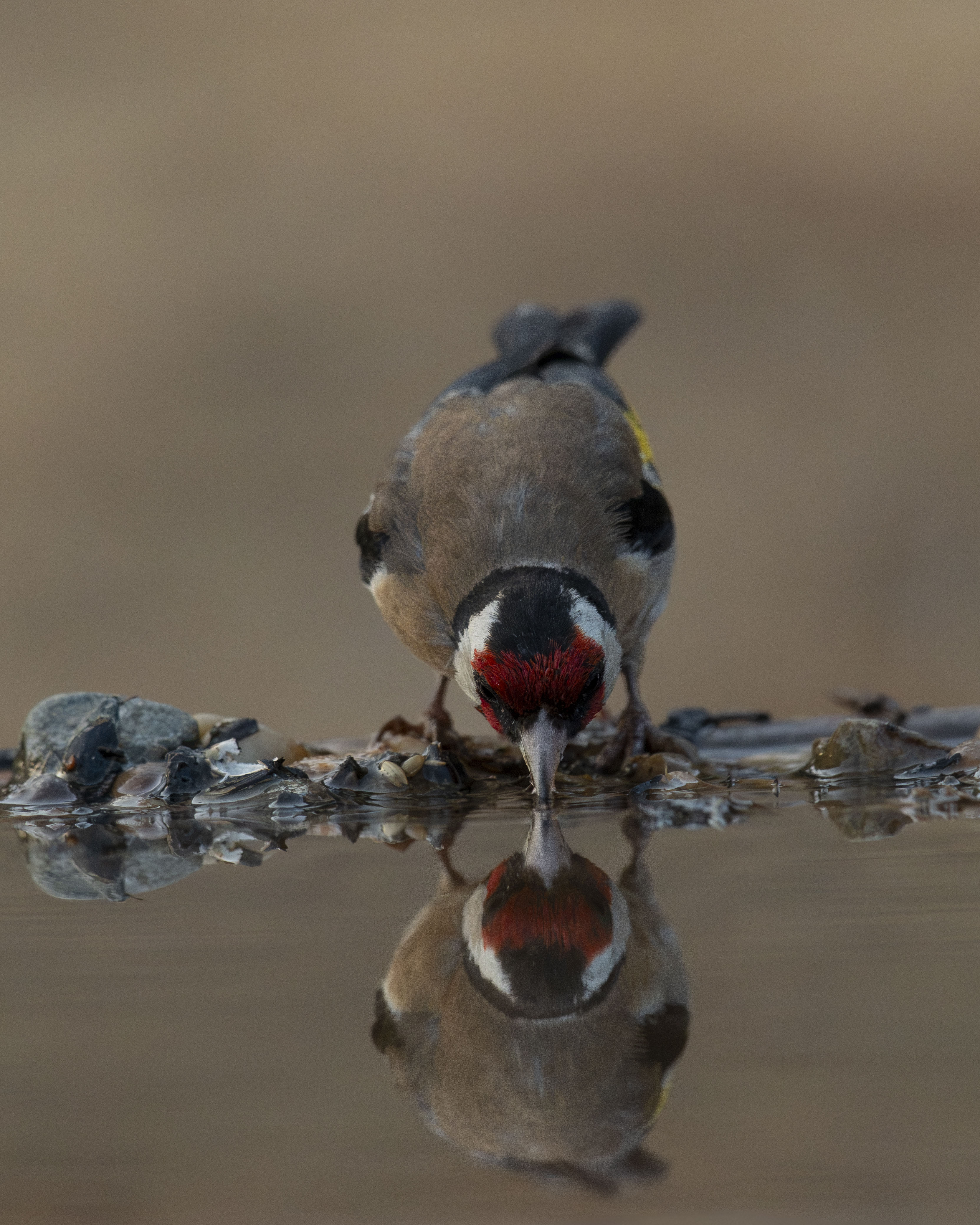 Jilguero europeo Carduelis carduelis posado frente al agua con reflejo. Ave paseriforme de mascara roja y plumaje vistoso en libertad en su habitat natural. Fotografia de fauna silvestre de aves.