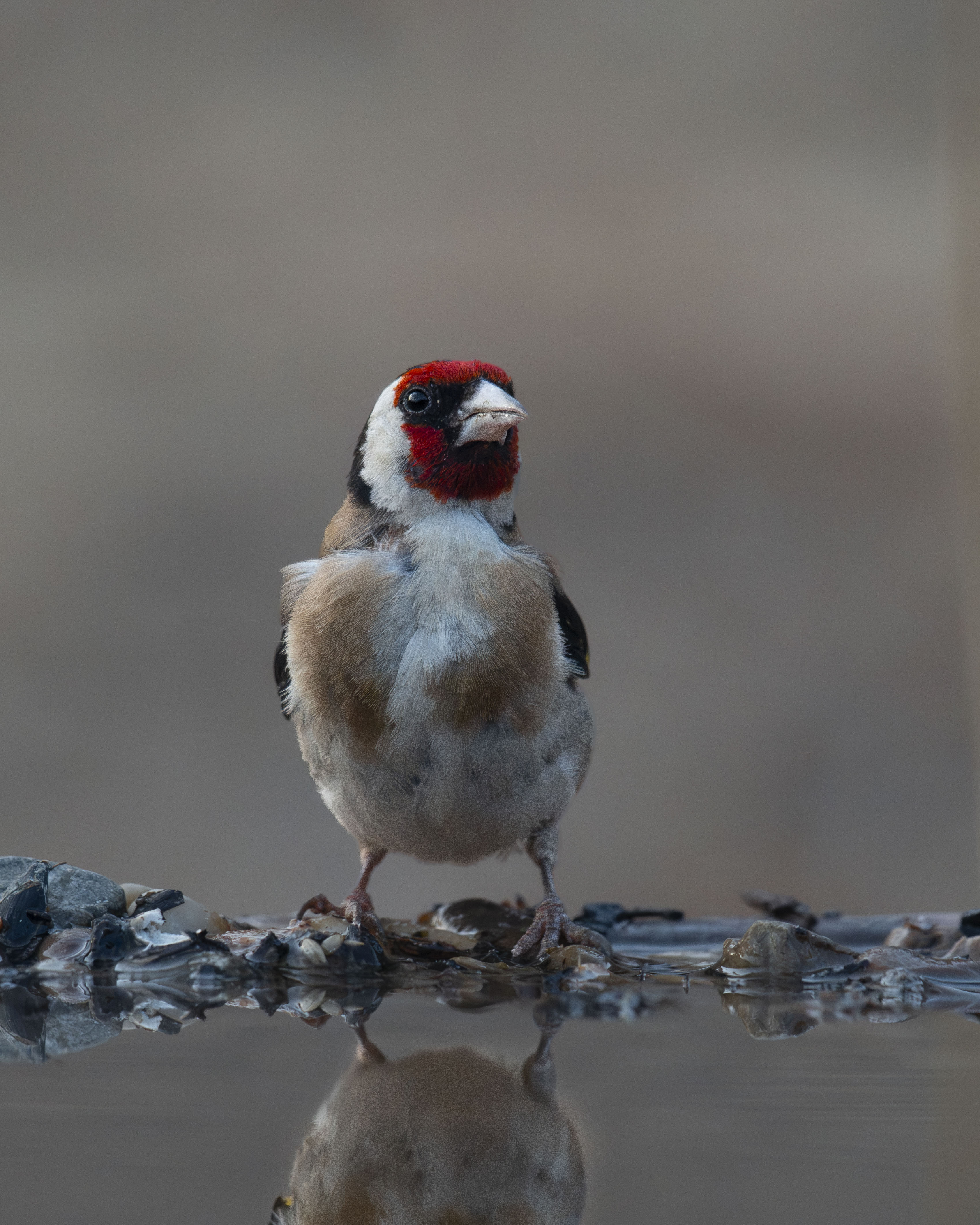 Jilguero europeo Carduelis carduelis posado frente al agua con reflejo. Ave paseriforme de mascara roja y plumaje vistoso en libertad en su habitat natural. Fotografia de fauna silvestre de aves.