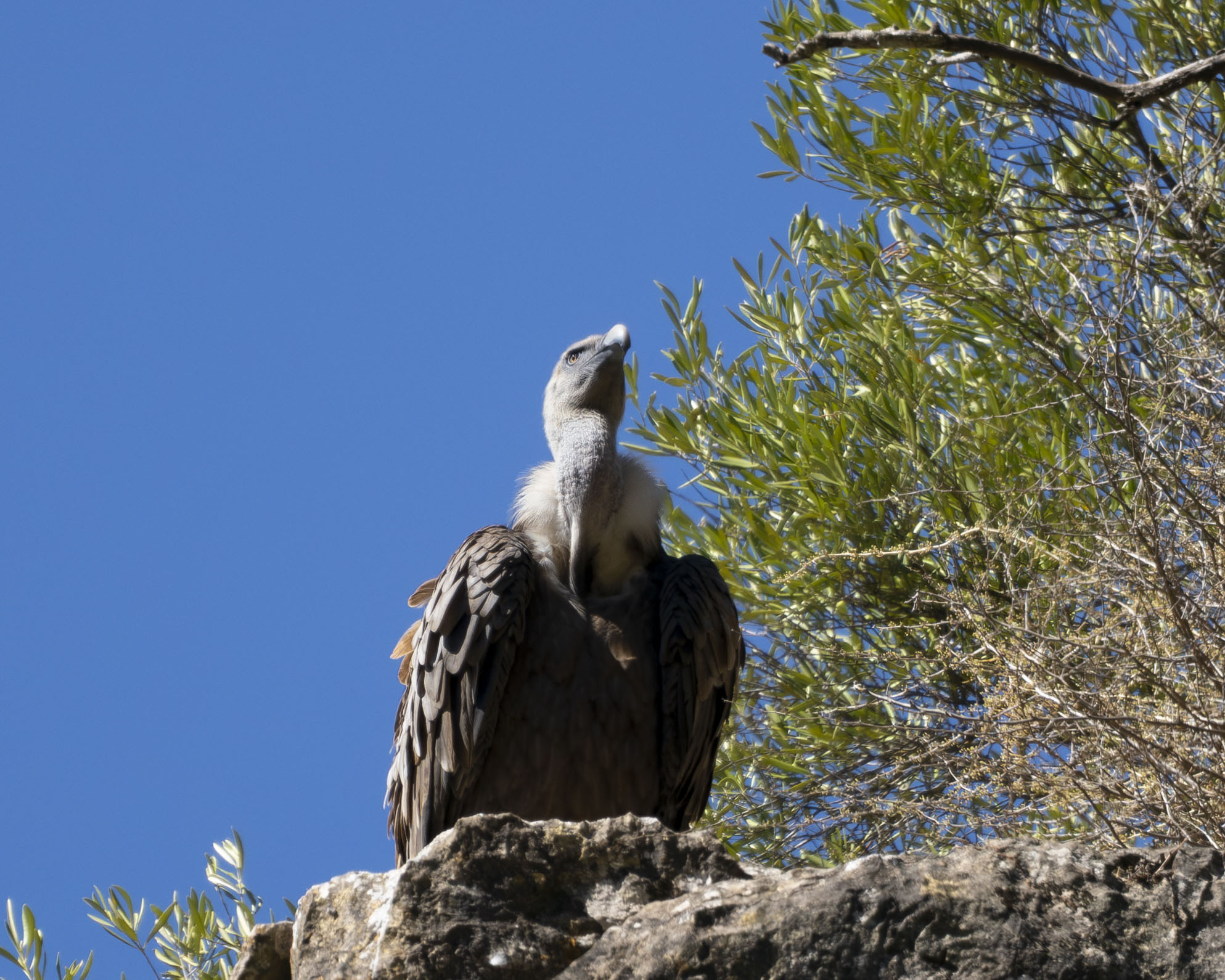 Buitre leonado posado en una roca