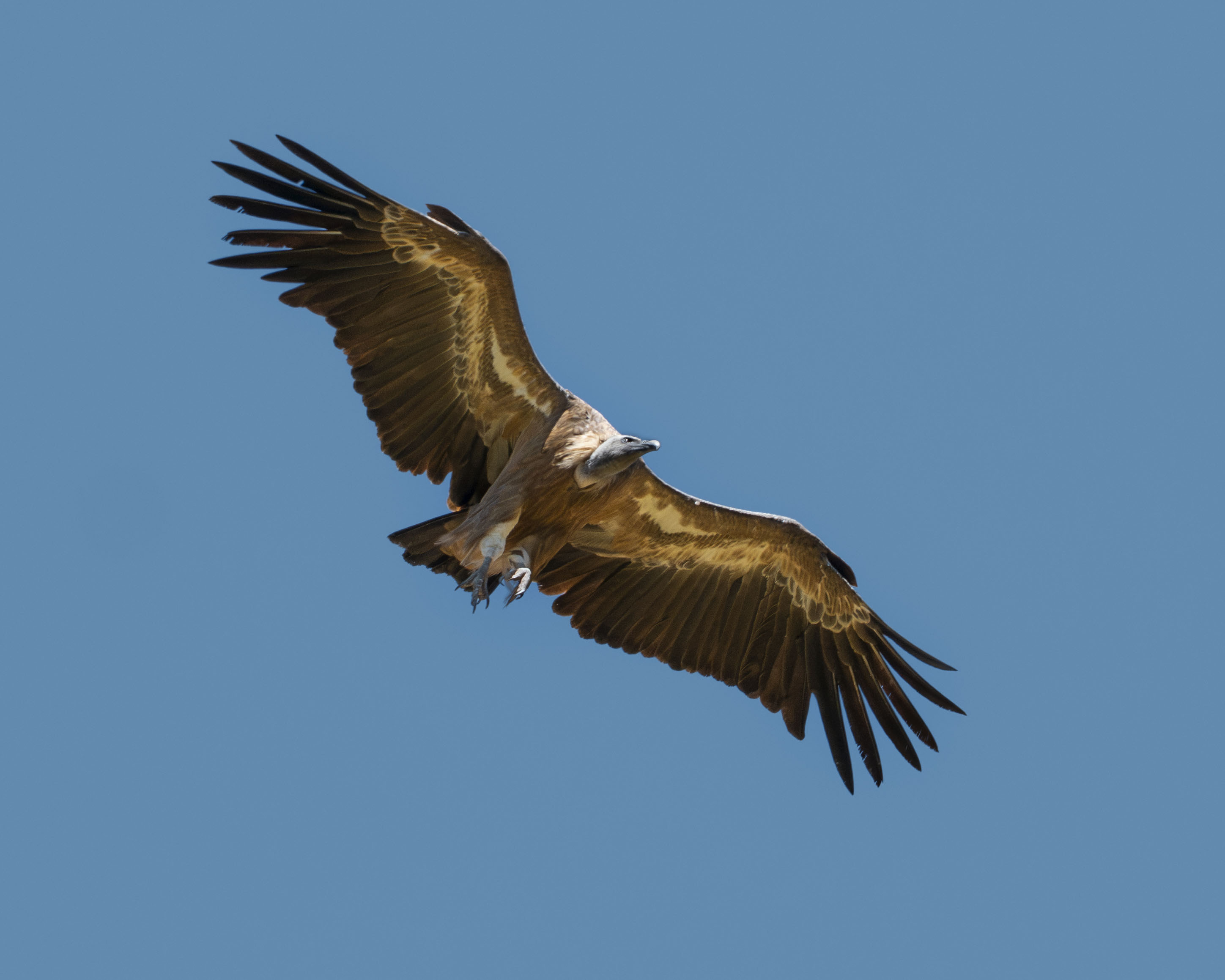 Buitre leonado planeando en el cielo azul