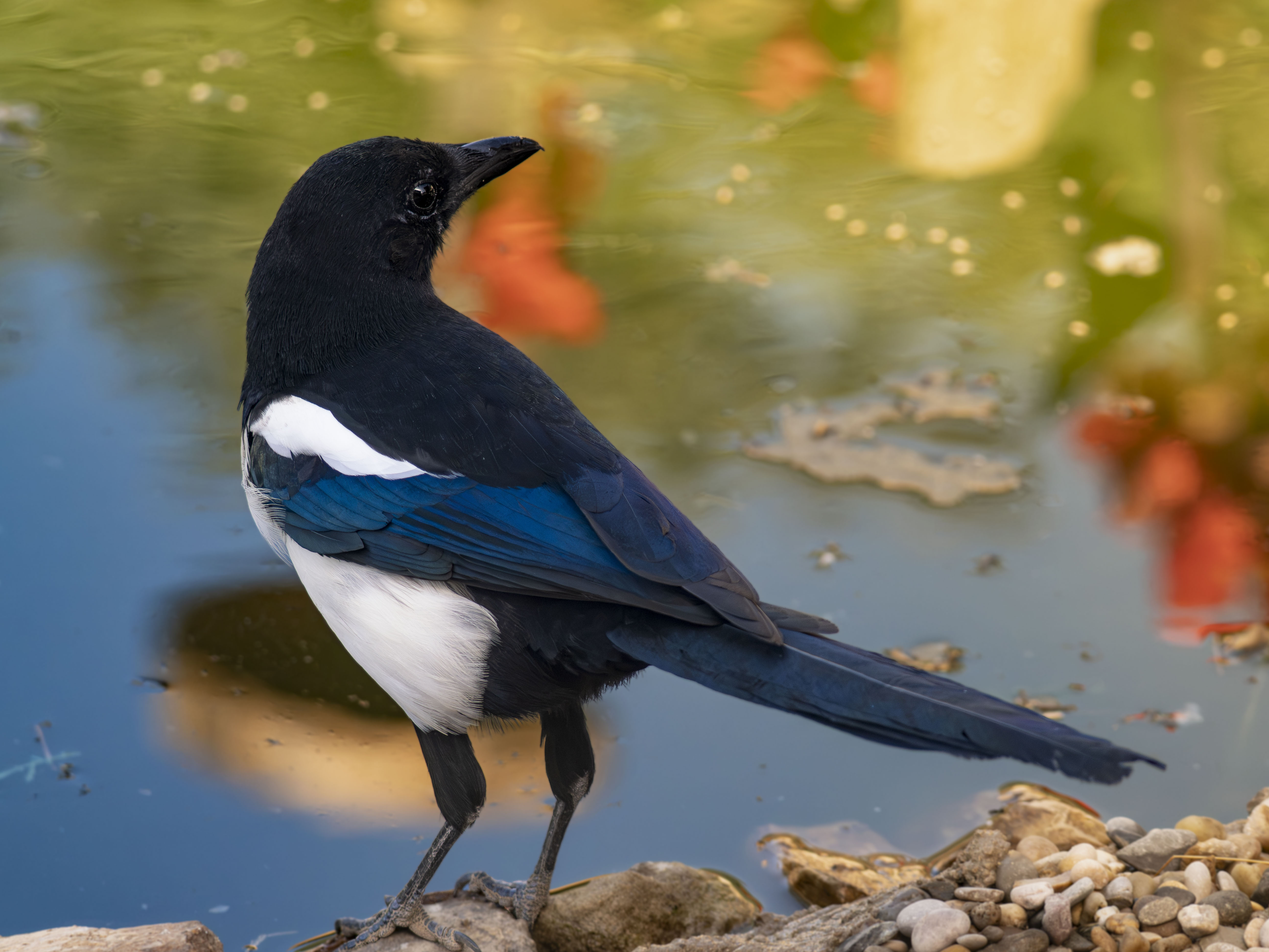 Urraca común (Pica pica): Un ave impresionante de plumaje iridiscente negro y azul con vientre blanco y cola larga, posada elegantemente de perfil junto a un estanque en un primer plano nítido y detal