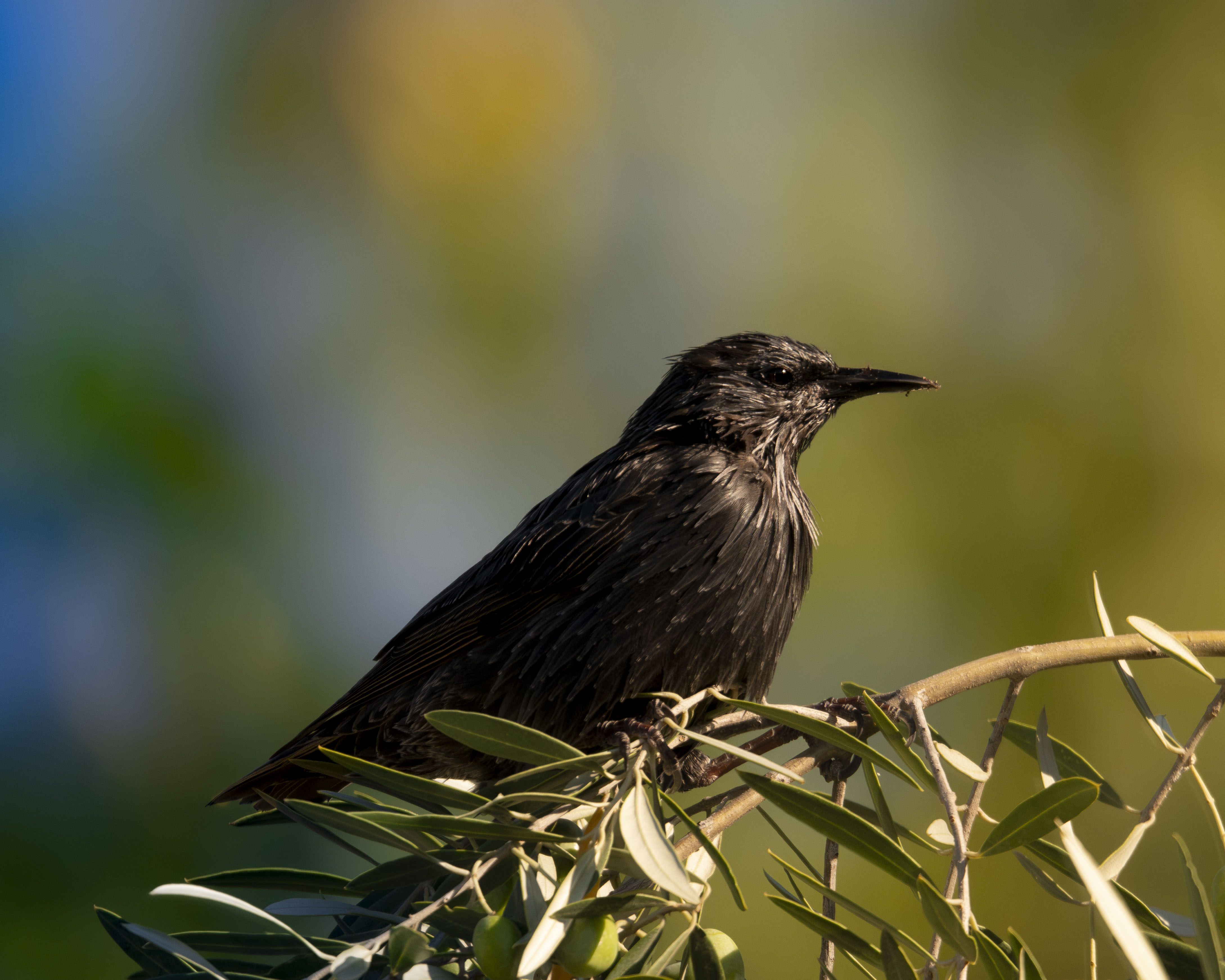 Estornino negro posado en una rama de olivo con hojas verdes.