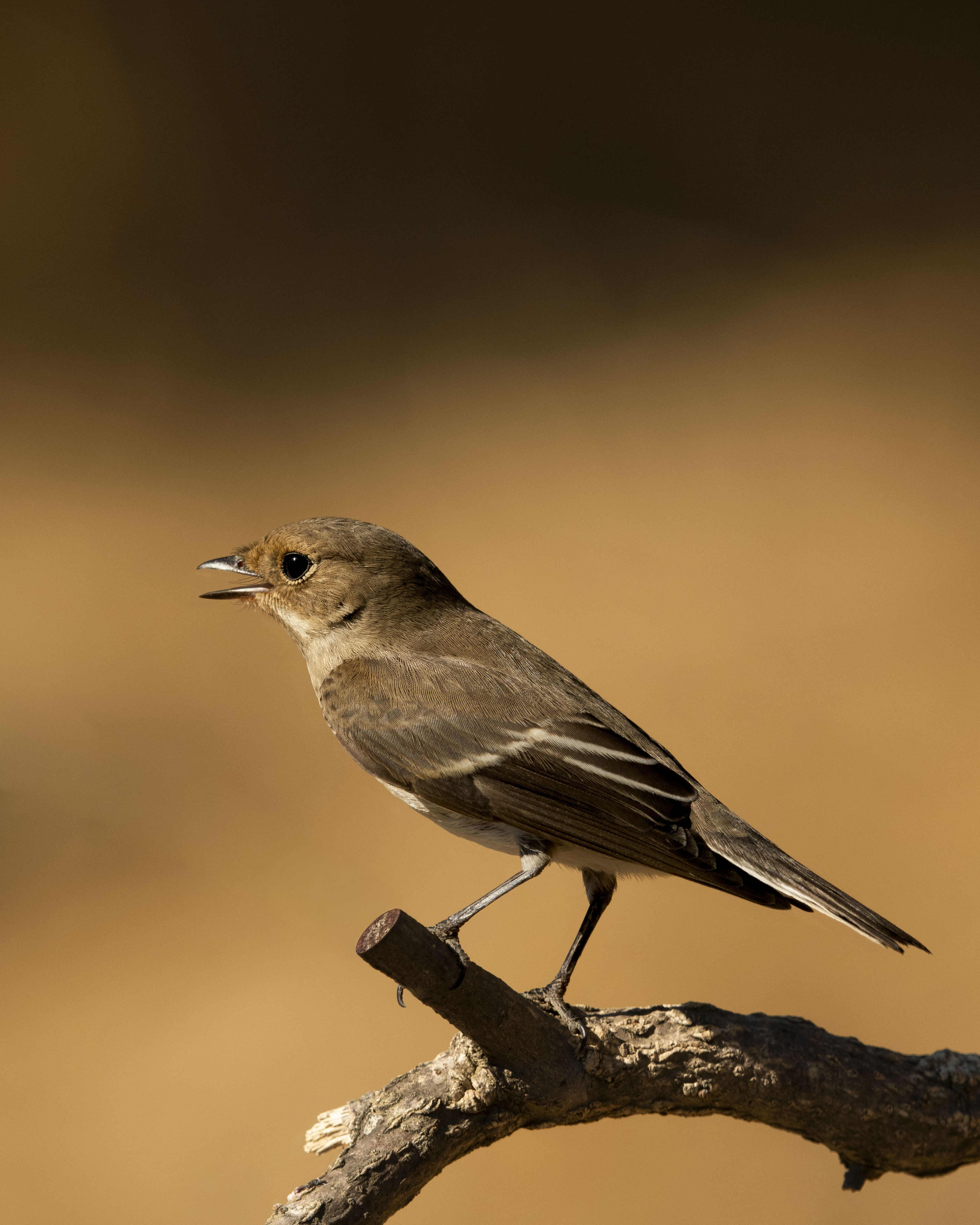 Papamoscas cerrojillo posado en una barra metálica. Retrato de perfil de un ave Ficedula hypoleuca hembra o juvenil en hábitat natural con fondo desenfocado cálido.