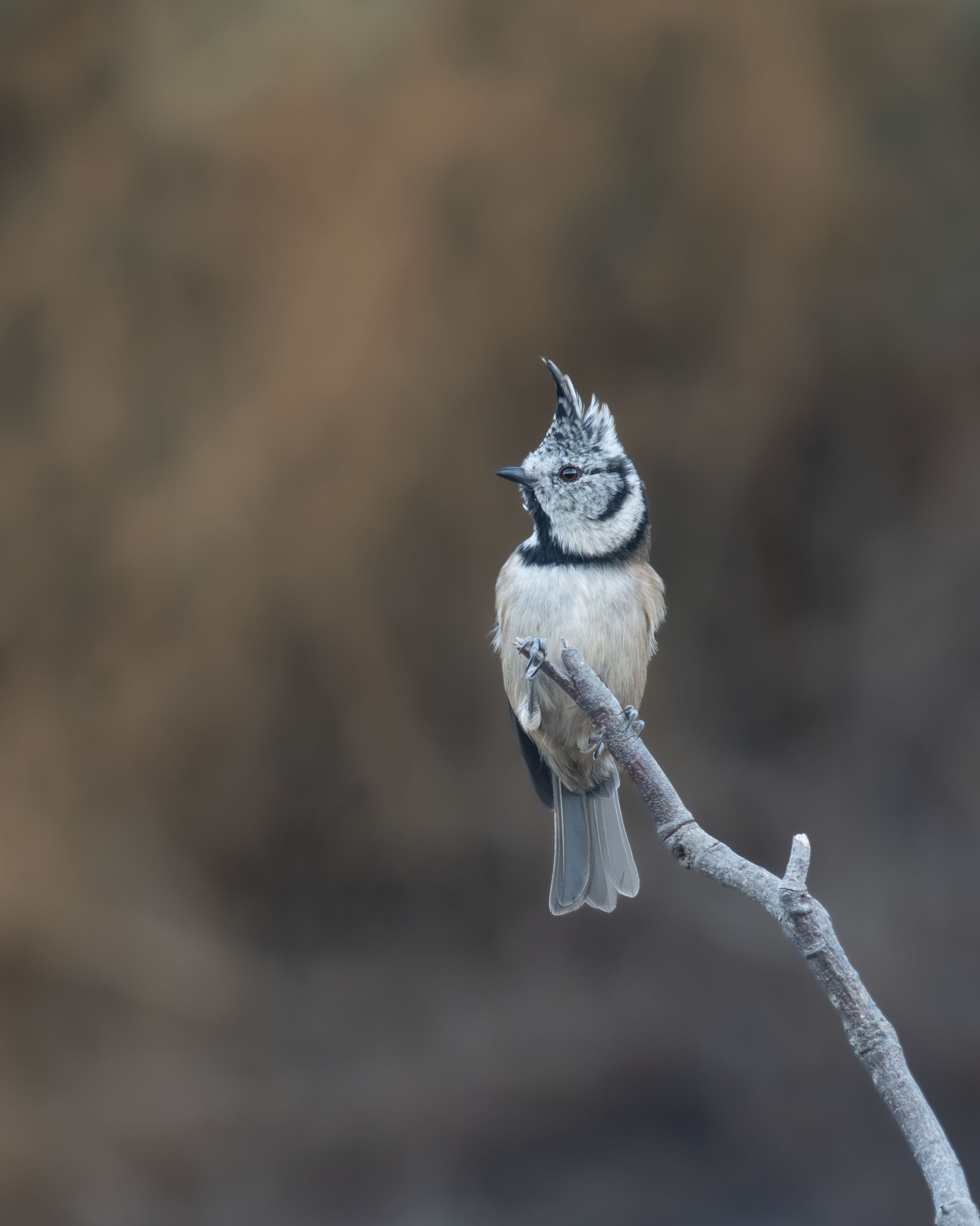Herrerillo capuchino Lophophanes cristatus posado en una rama seca. Retrato de primer plano de esta pequeña ave con cresta prominente en hábitat natural y fondo desenfocado.