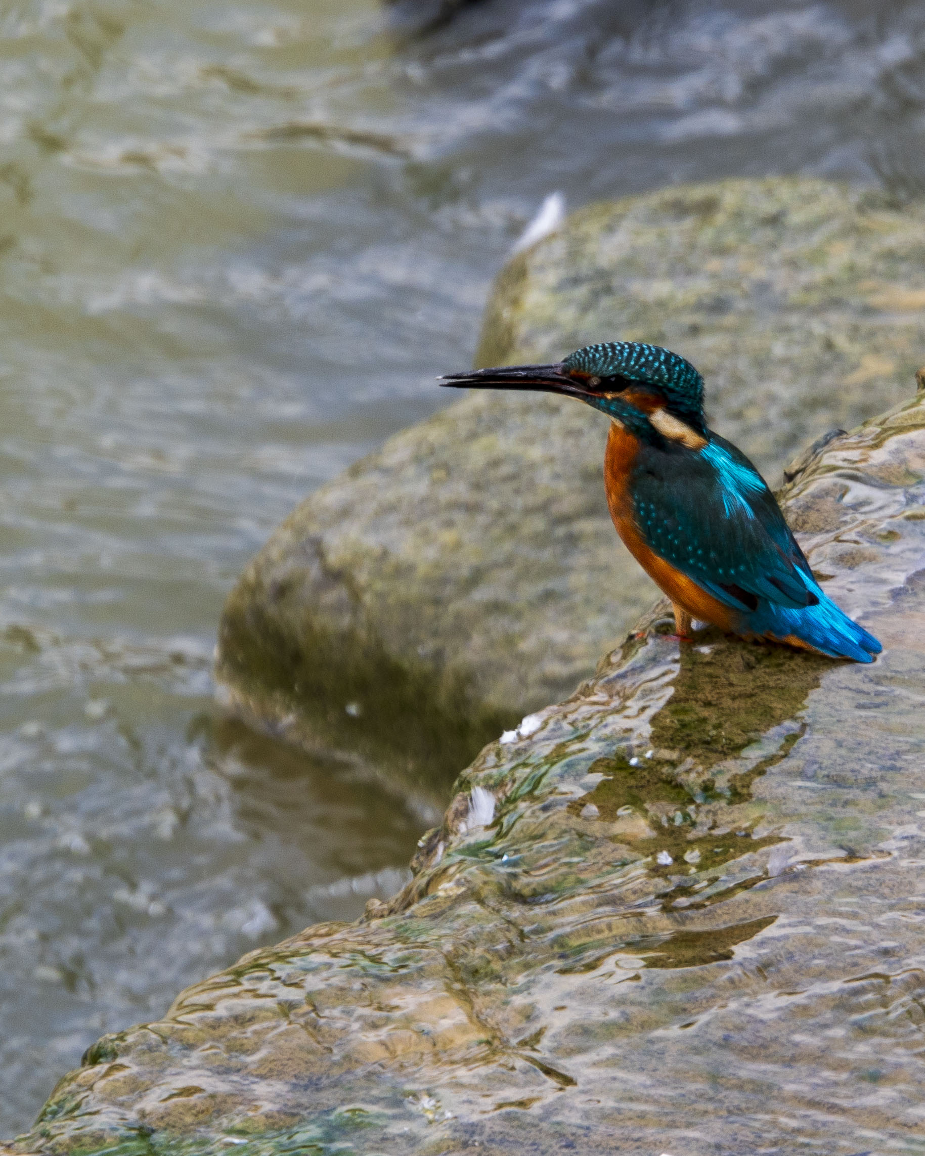 Martín pescador común posado en una orilla rocosa y húmeda buscando presas. Ave colorida Alcedo atthis con plumaje azul y naranja junto al agua del río. Retrato de fauna.