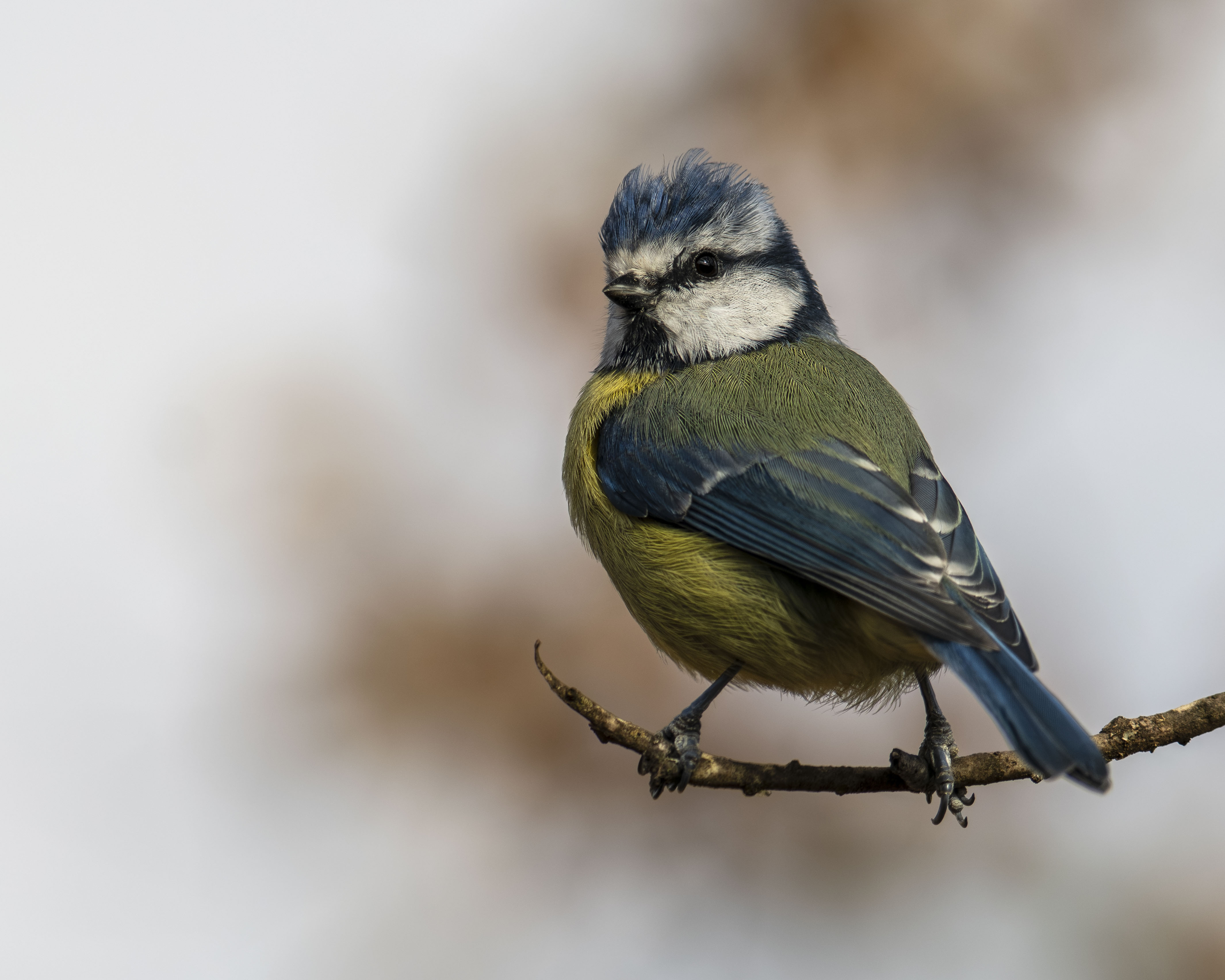 "Precioso Primer Plano de un Herrerillo Común (Cyanistes caeruleus) de Plumaje Azul y Amarillo Vivo Posado sobre una Delgada Rama de Árbol Frente a un Fondo Difuminado de Bokeh Claro de Invierno"