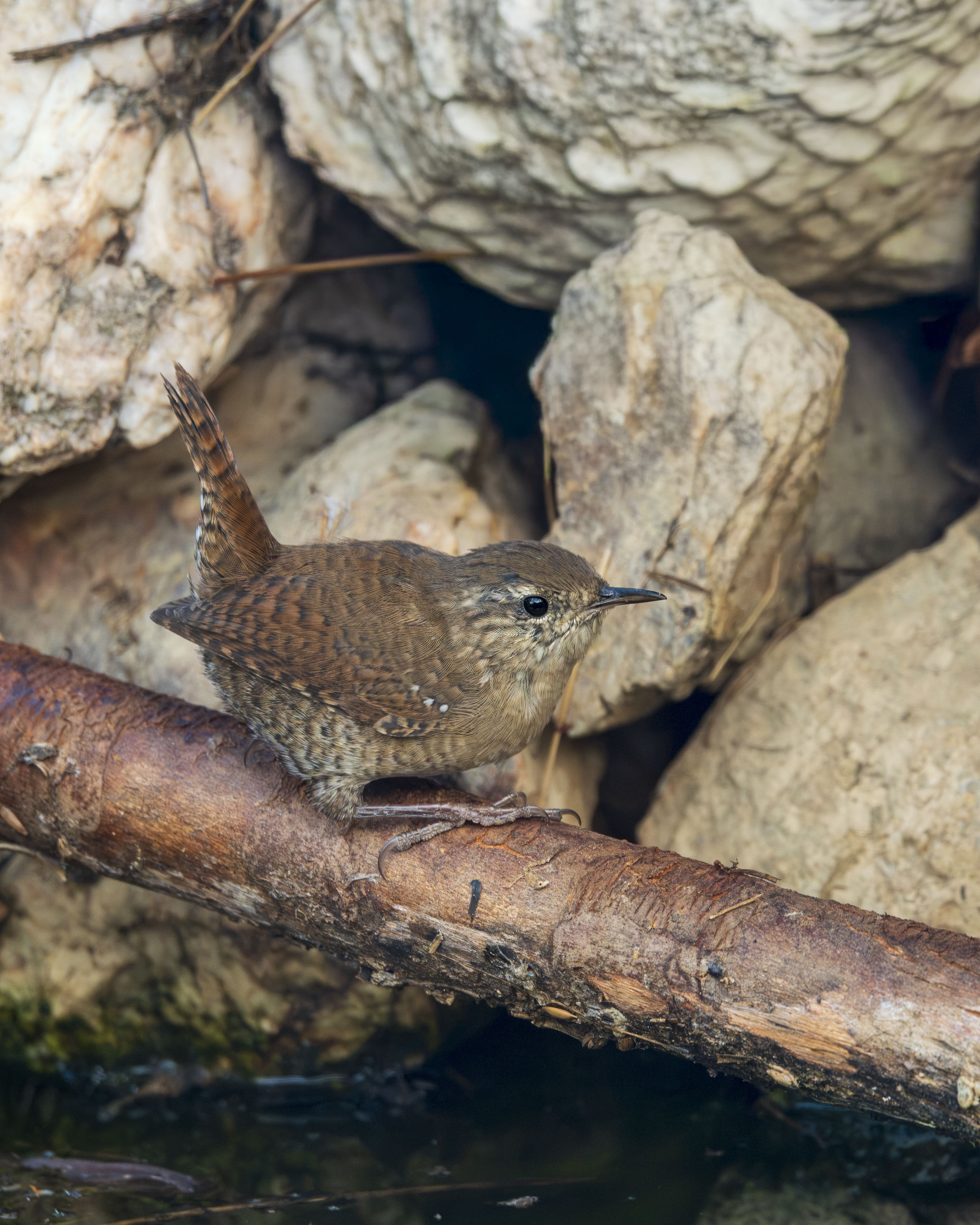 "Primer Plano Detallado de un Pequeño Chochín Común (Troglodytes troglodytes) con Cola Erguida Posado sobre una Rama Húmeda Frente a un Fondo de Rocas de Río con Textura Rugosa en la Naturaleza"