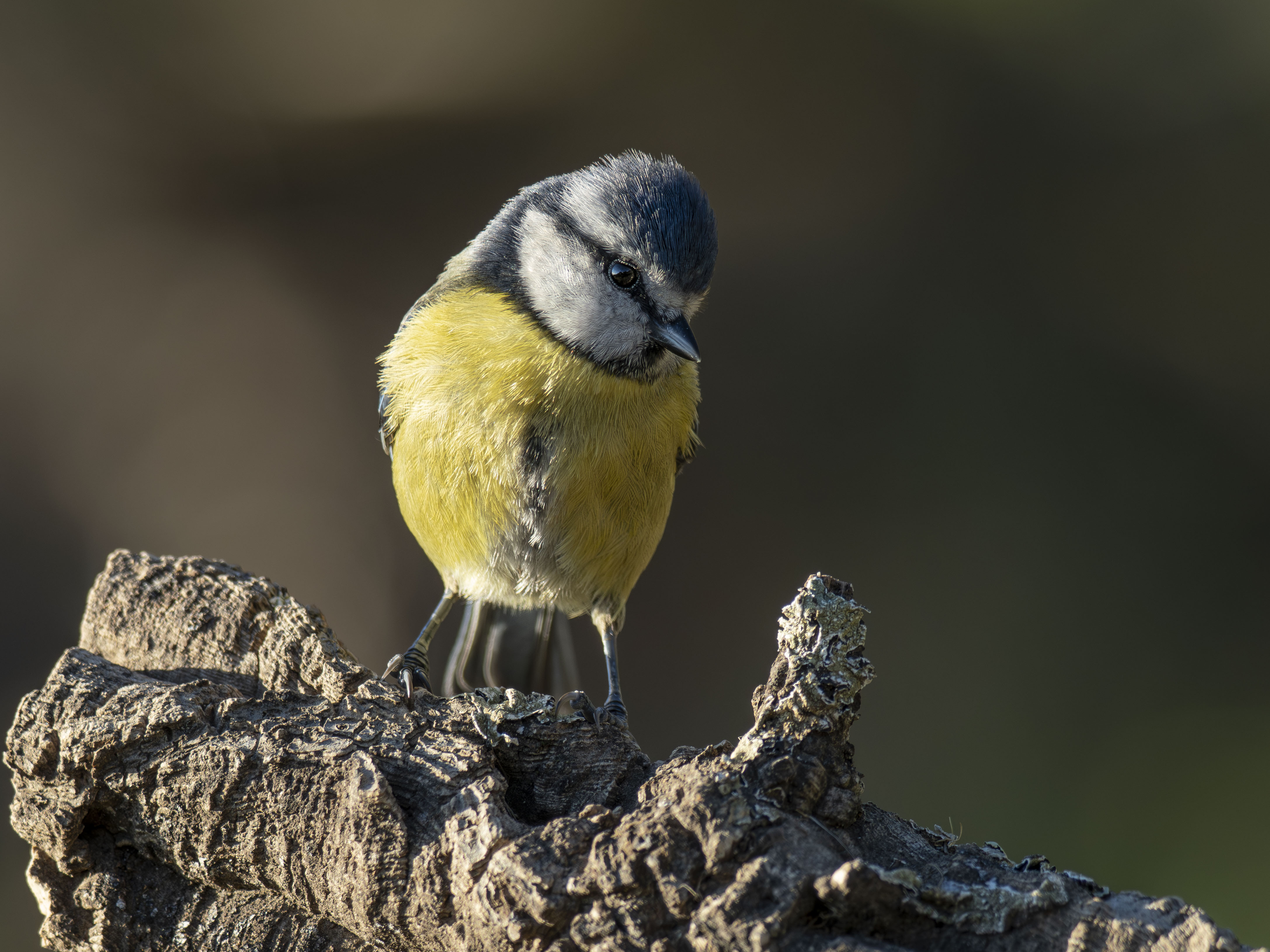 Herrerillo común (Cyanistes caeruleus) posado en un tronco de corteza rugosa, mirando a cámara con fondo desenfocado y luz natural de día.
