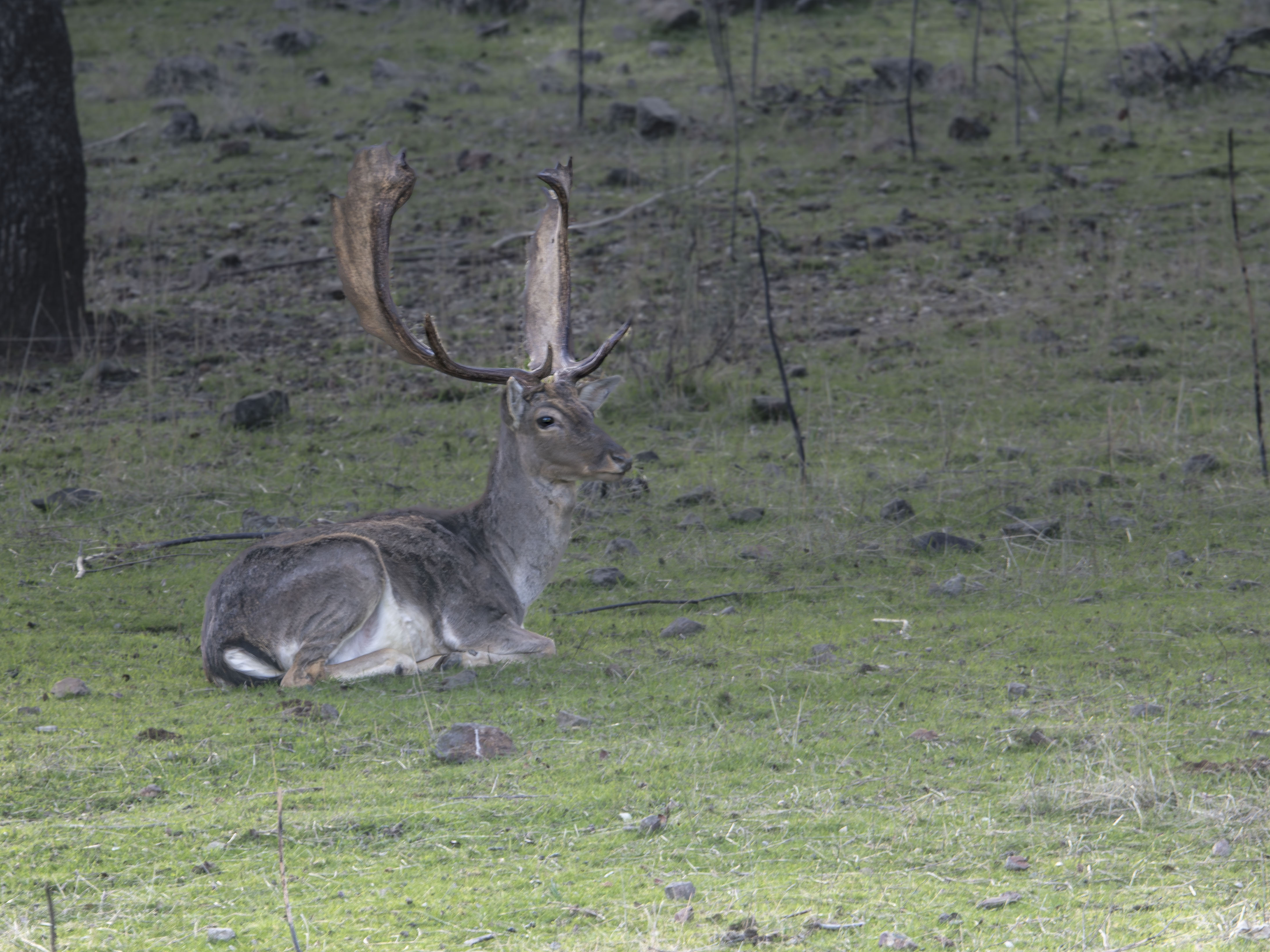 Gamo macho (Dama dama) descansando en un prado natural durante el invierno, primer plano de un ejemplar adulto con grandes astas palmeadas en una dehesa mediterránea.