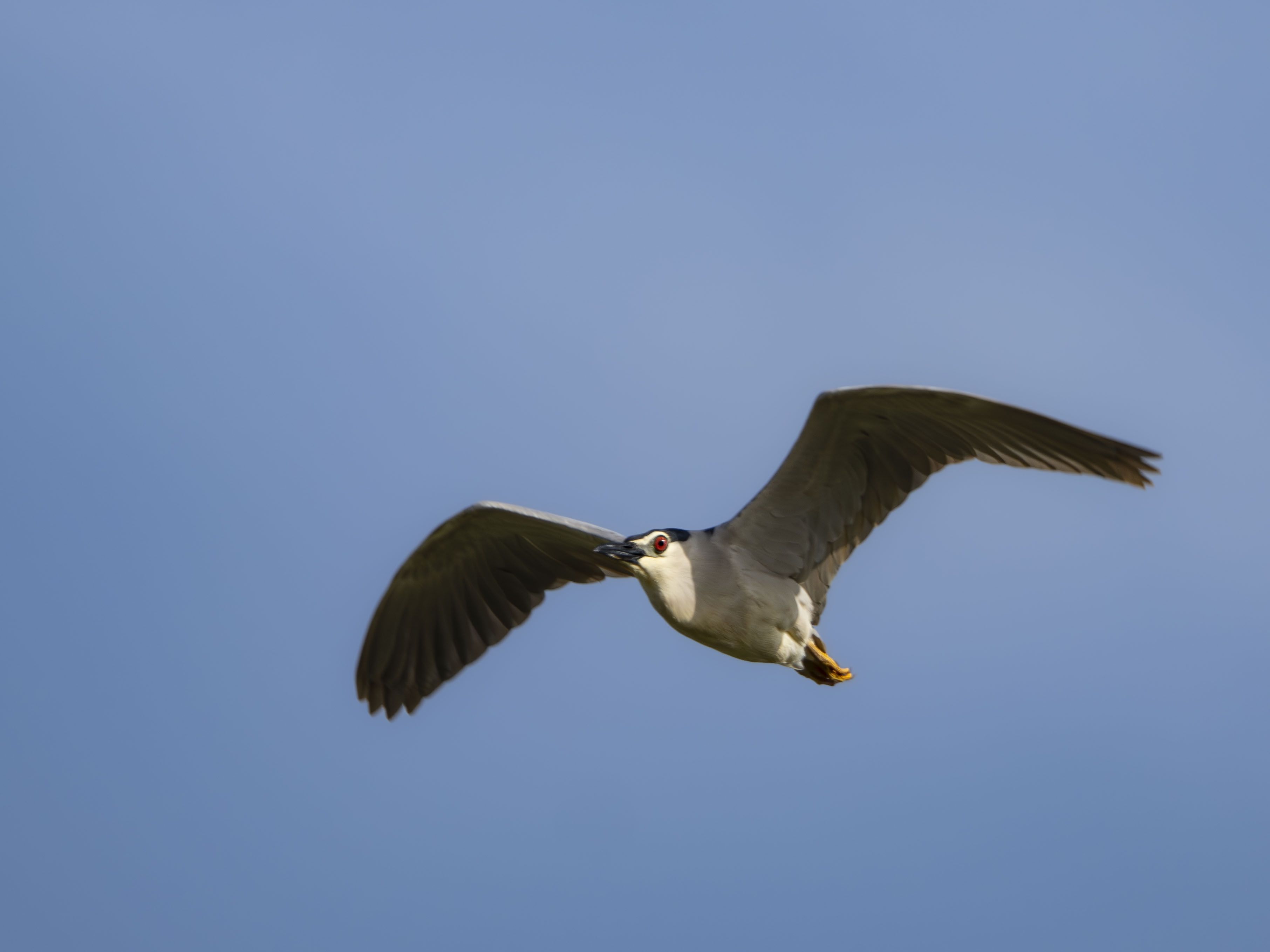 Martinete común (Nycticorax nycticorax) volando sobre un fondo azul despejado, primer plano de una garza nocturna adulta con ojos rojos intensos y alas extendidas en pleno vuelo.