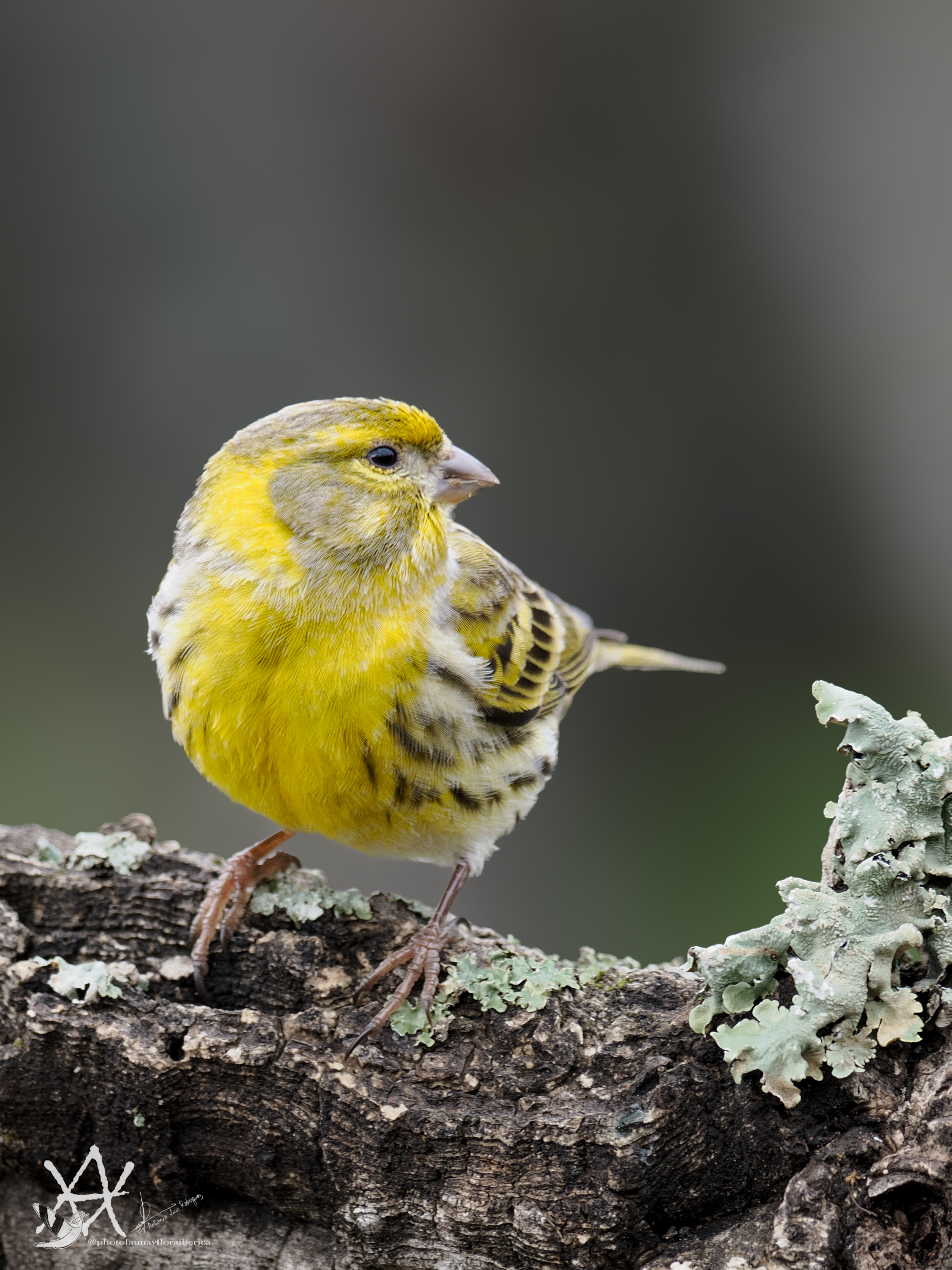 FOREX 21×29 ( TAMAÑO FOLIO )